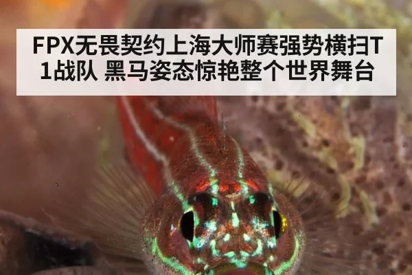 FPX无畏契约上海大师赛强势横扫T1战队 黑马姿态惊艳整个世界舞台